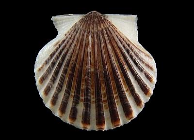 Argopecten irradians amplicostatus